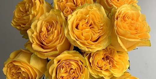 Rosas Amarillas: Desmintiendo Mitos y Celebrando la Amistad Pura.