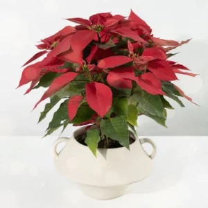 Noche Buena Maceta Berámica